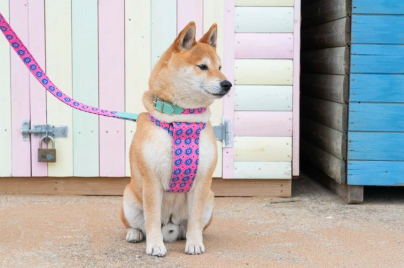 Dog In Collar And Harness