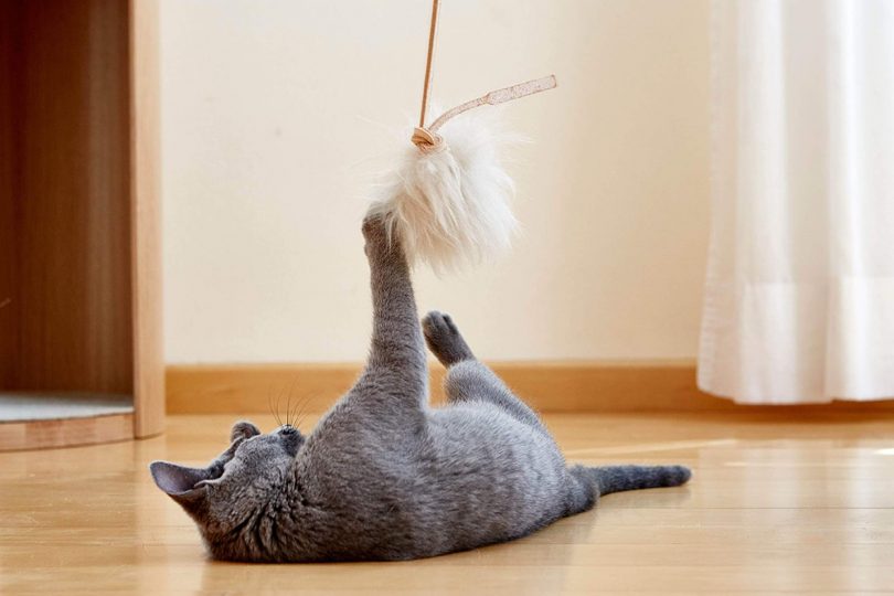 Cat Playing With Cat Toy