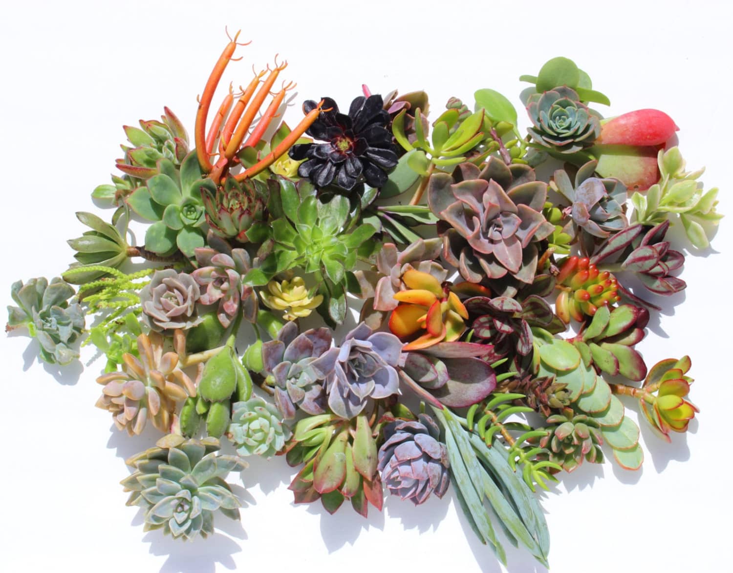 Etsy Has A Collection of Succulent Starter Kits