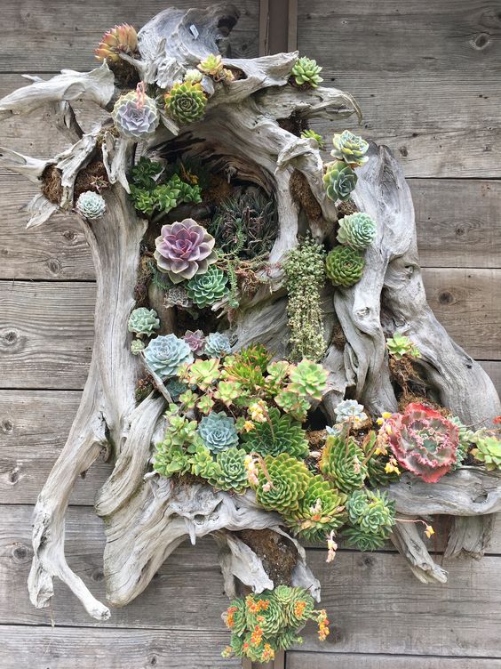 A Driftwood Piece With Lots Of Succulents And Greenery Is Beautiful And All-Natural Decor Idea For Outdoors